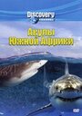 Discovery: Акулы Южной Африки (2001) скачать бесплатно в хорошем качестве без регистрации и смс 1080p